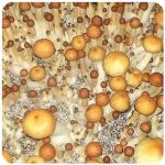 Псилоцибиновые (галлюциногенные)  грибы Psilocybin "Golden Teacher" в Партизанске