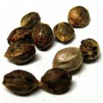 Семена марихуаны АК-47  (Seeds AK-47) в Партизанске